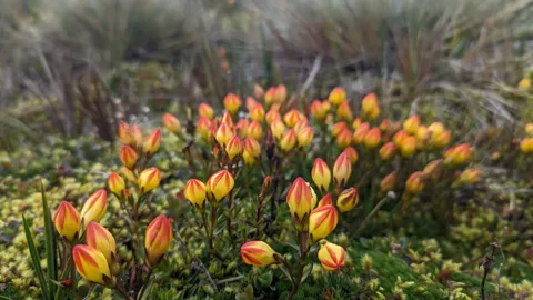Flores anaranjadas en el páramo
