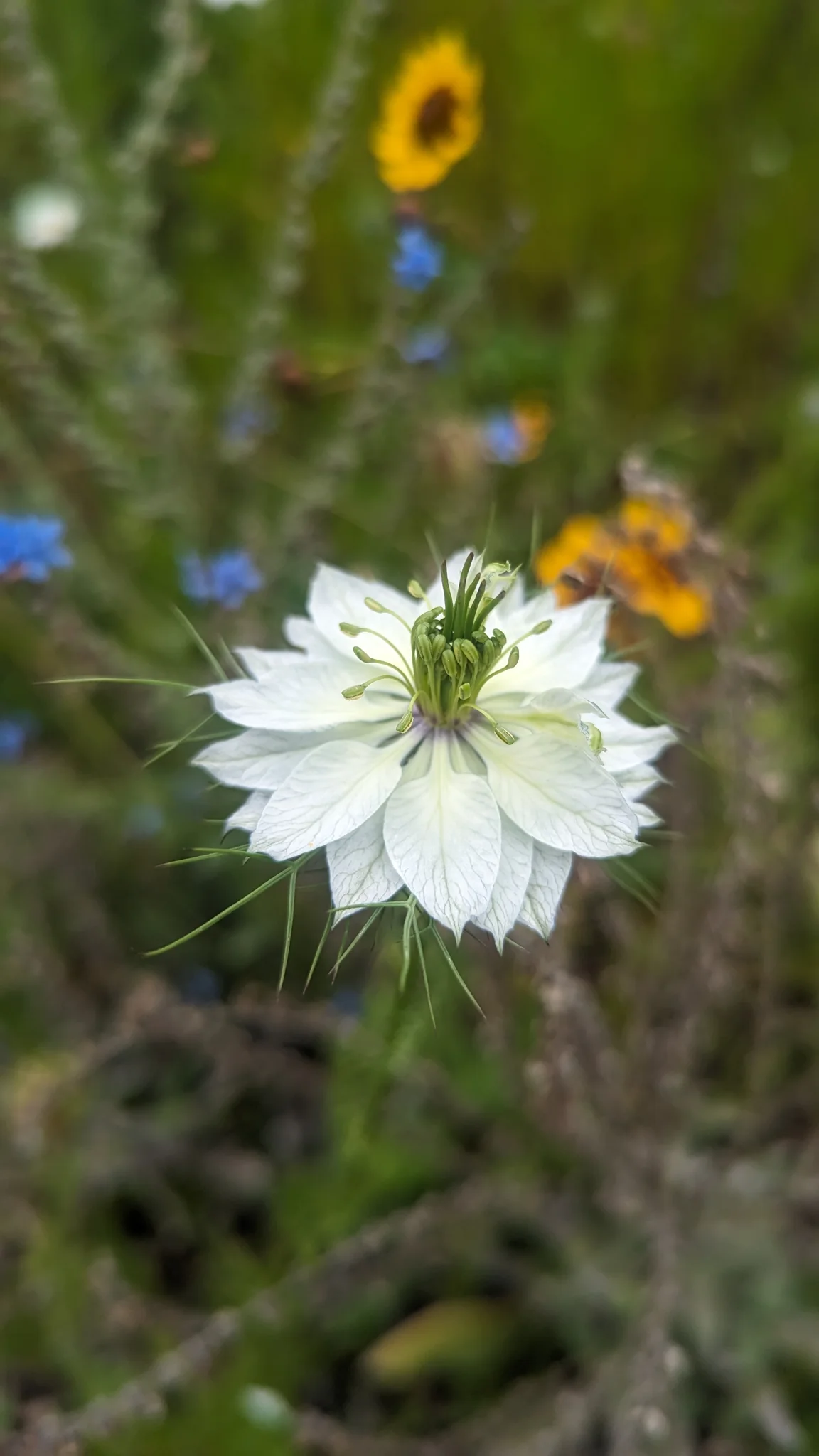 Flor blanca de centro verdoso. La identificación más precisa sigue sin confirmarse.