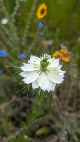 Flor blanca de centro verdoso. La identificación más precisa sigue sin confirmarse.