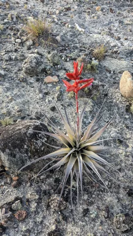 Una Tillandsia de hojas estrechas y puntiagudas lleva una inflorescencia roja junto a una superficie rocosa.