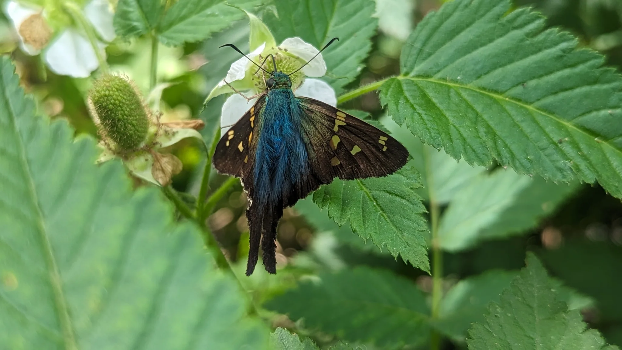 Mariposa de reflejos azules junto a una flor. La identificación más precisa sigue sin confirmarse.