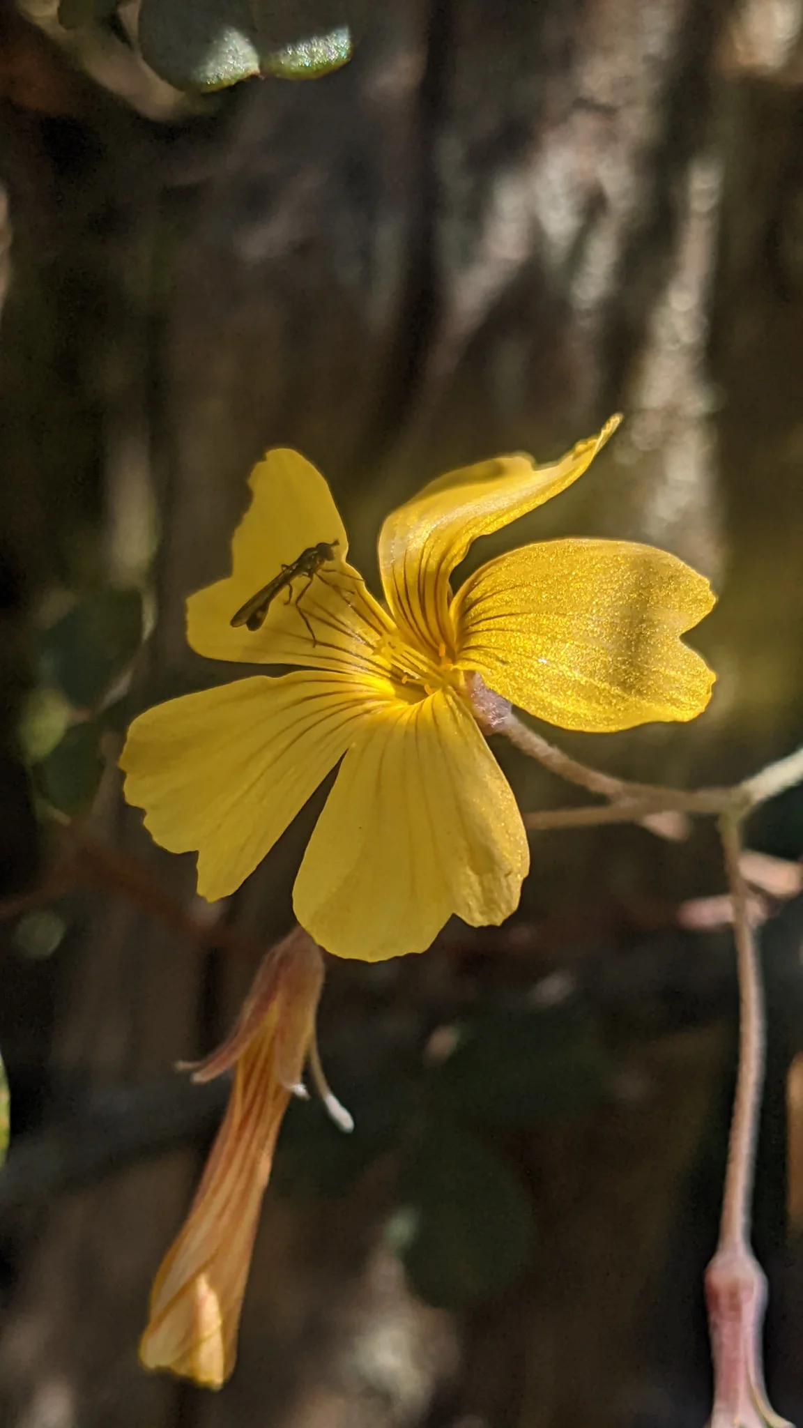 Flor amarilla de Oxalis.