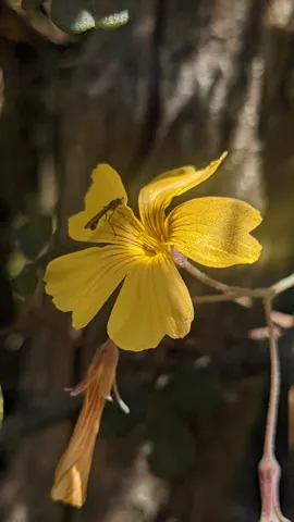 Flor amarilla de Oxalis.