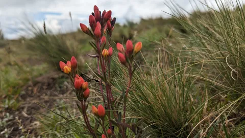 Botones rojos y amarillos de Gentianella. La especie no se confirma con los rasgos visibles.