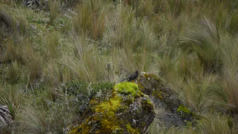 Un ave pequeña sobre una roca con musgo