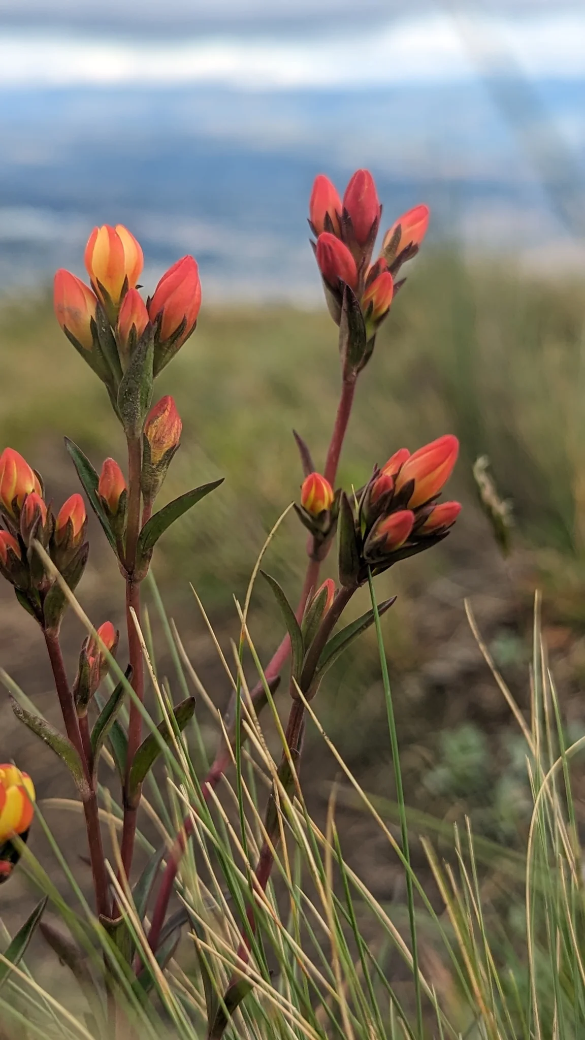 Flores anaranjadas ante el cielo de montaña