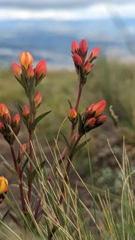 Flores anaranjadas ante el cielo de montaña
