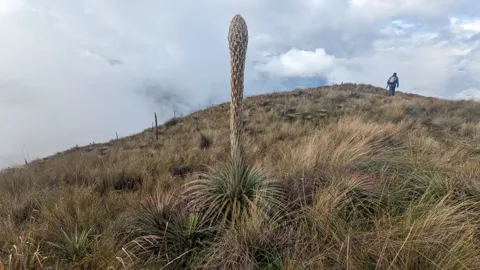 Roseta con una espiga alta en el pajonal. La especie no se confirma con los rasgos visibles.