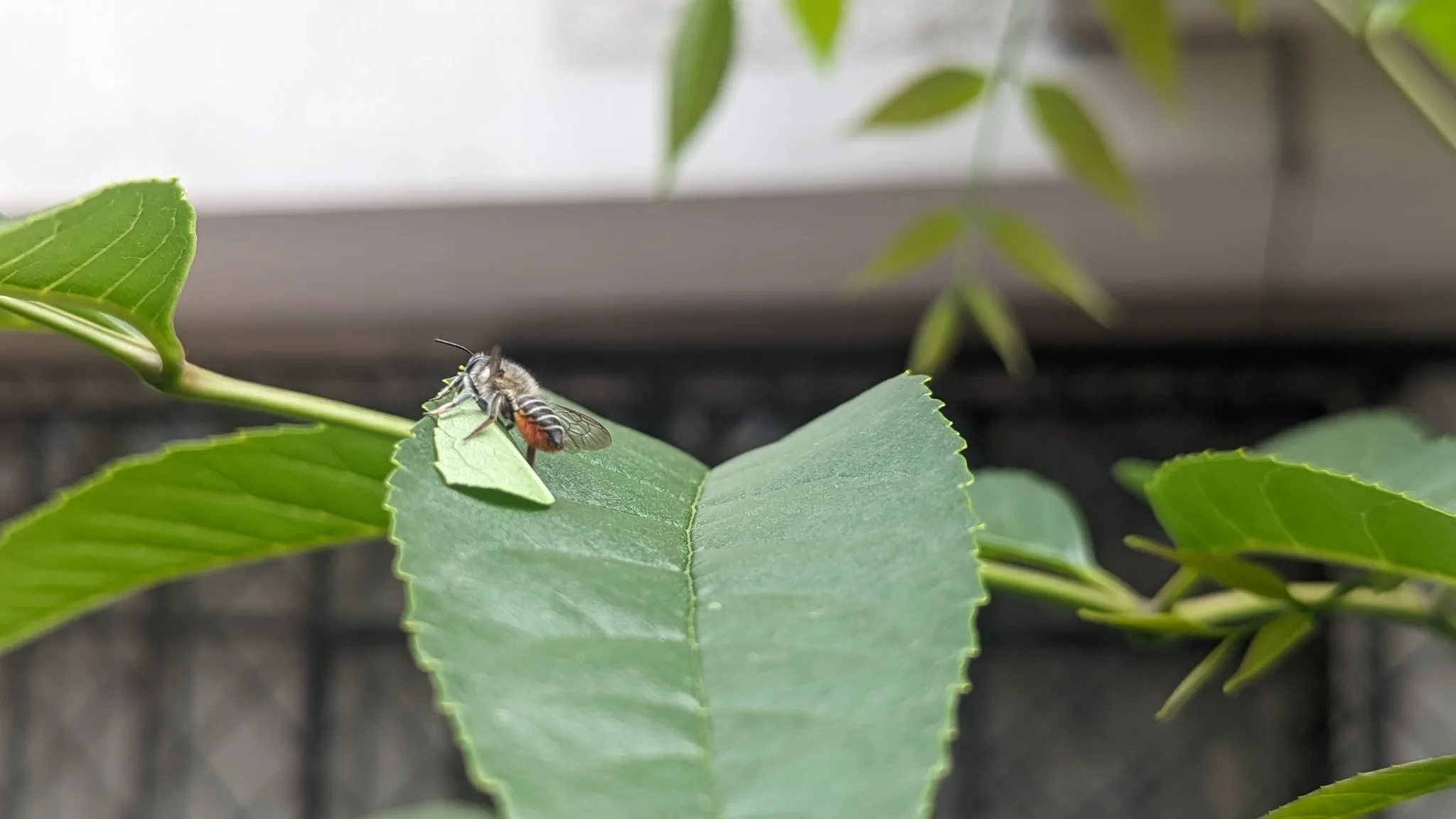Insecto de alas claras sobre una hoja. La identificación más precisa sigue sin confirmarse.