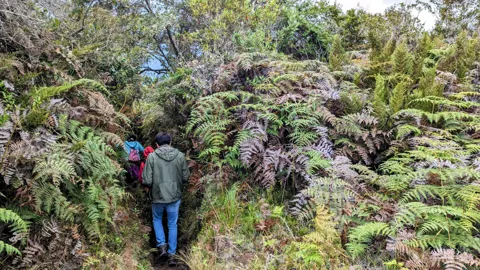 Helechos altos junto a un sendero. La identificación más precisa sigue sin confirmarse.