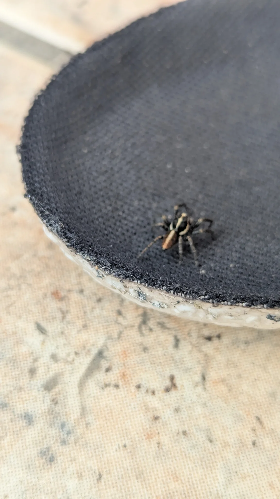 Artrópodo pequeño sobre una superficie gris. La identificación más precisa sigue sin confirmarse.