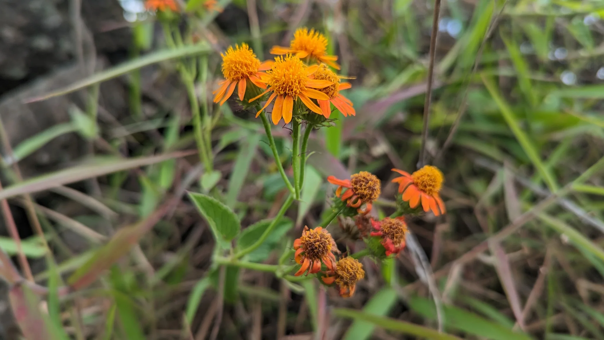 Cabezuelas anaranjadas de Pseudogynoxys se agrupan en tallos ramificados junto al sendero, entre hojas verdes.