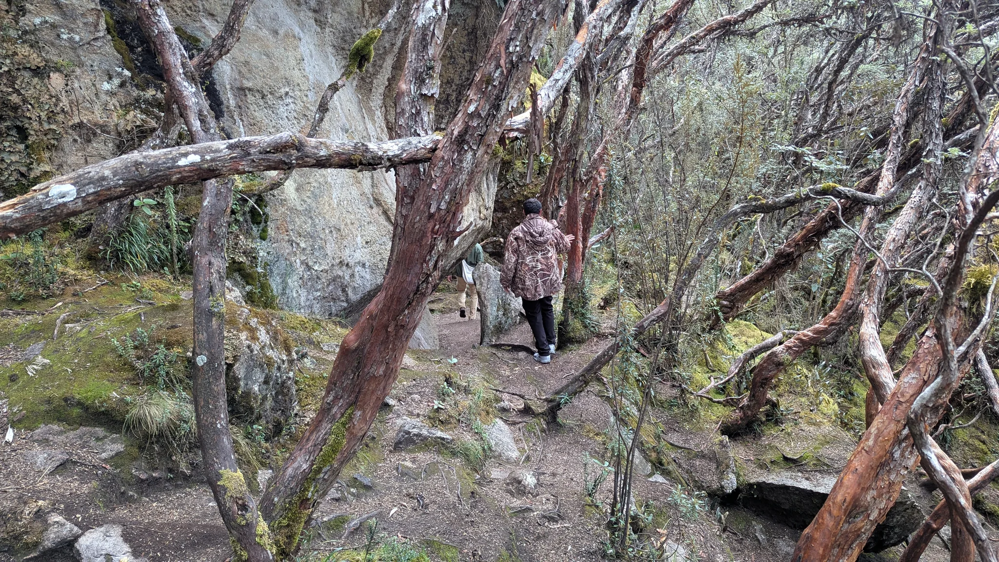Caminando bajo árboles retorcidos de altura