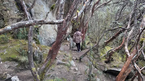 Caminando bajo árboles retorcidos de altura