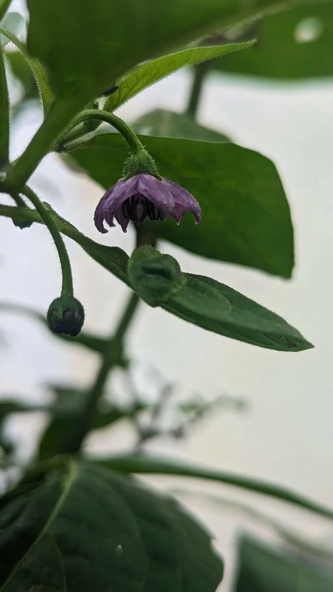 Flor morada en una enredadera. La identificación más precisa sigue sin confirmarse.