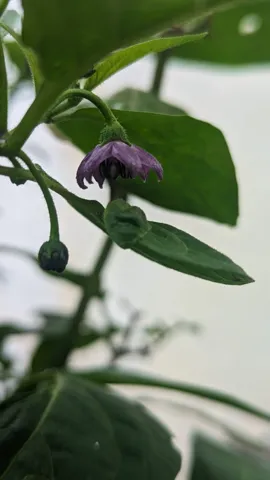 Flor morada en una enredadera. La identificación más precisa sigue sin confirmarse.