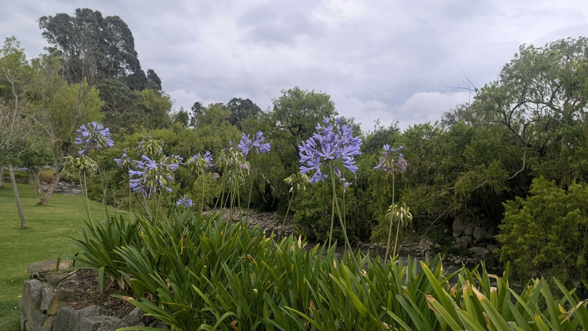 Flores azules de Agapanthus en un jardín.