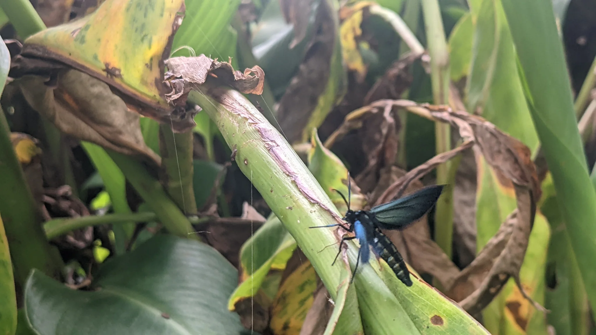 Insecto azul oscuro entre hojas secas. La identificación más precisa sigue sin confirmarse.