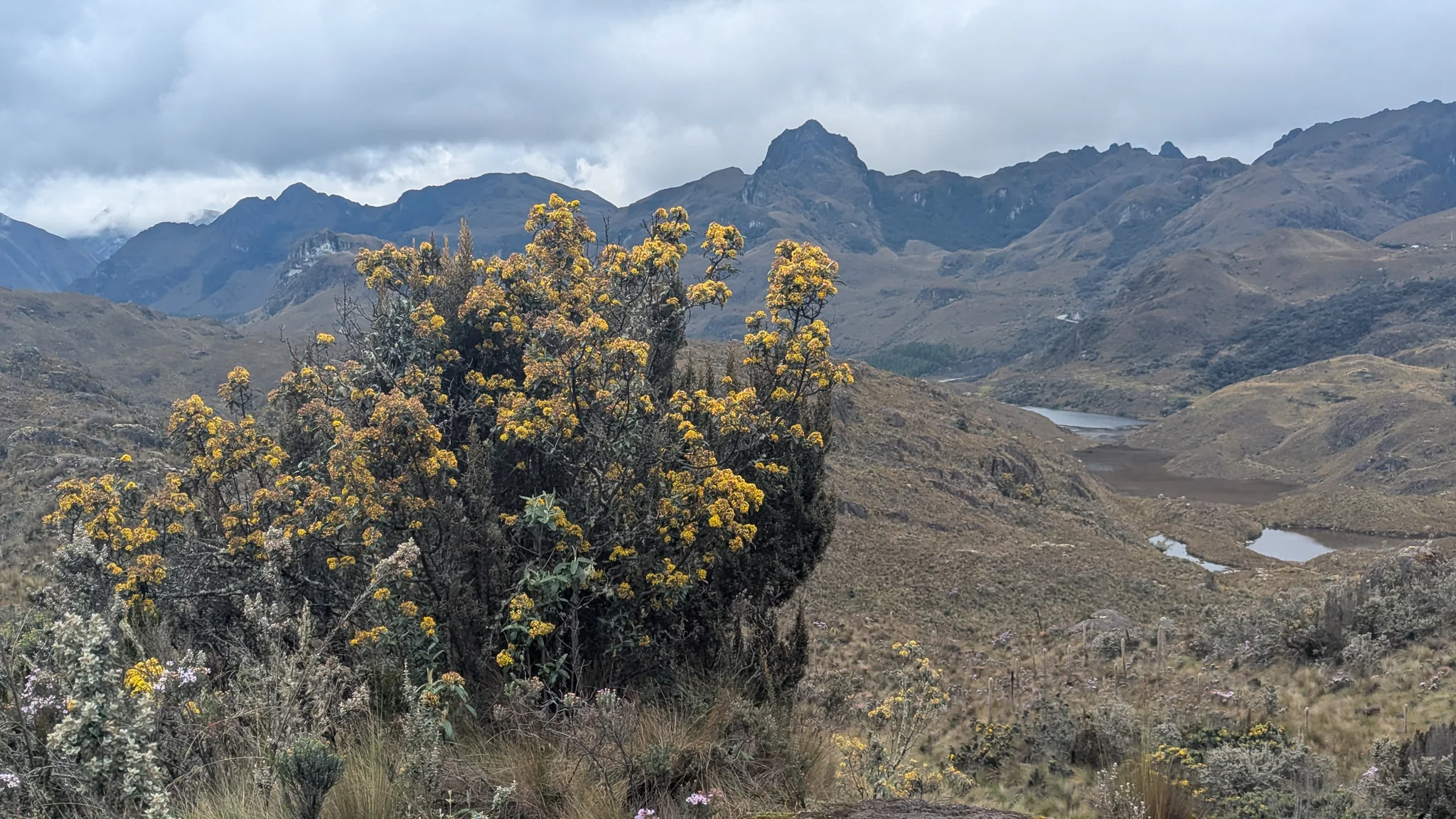 Arbusto amarillo sobre una cuenca con lagunas. El nombre del cuerpo de agua sigue sin confirmarse.
