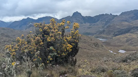 Arbusto amarillo sobre una cuenca con lagunas. El nombre del cuerpo de agua sigue sin confirmarse.