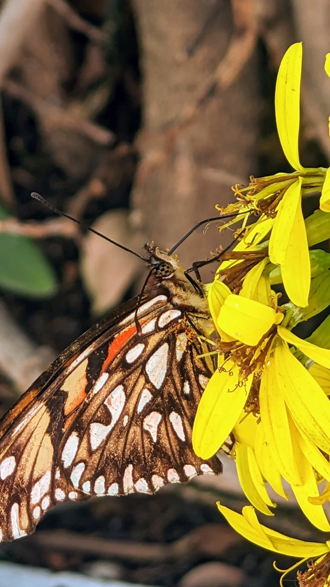 Mariposa castaña de manchas blancas. La identificación más precisa sigue sin confirmarse.