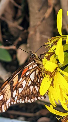 Mariposa castaña de manchas blancas. La identificación más precisa sigue sin confirmarse.