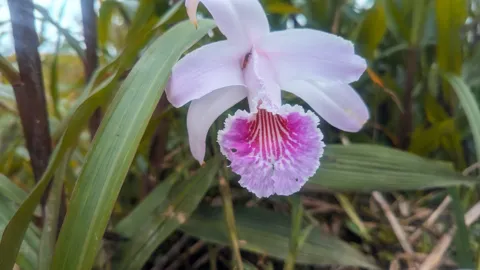 Una flor rosada de Sobralia muestra un labelo amplio con rayas magenta, entre hojas alargadas.