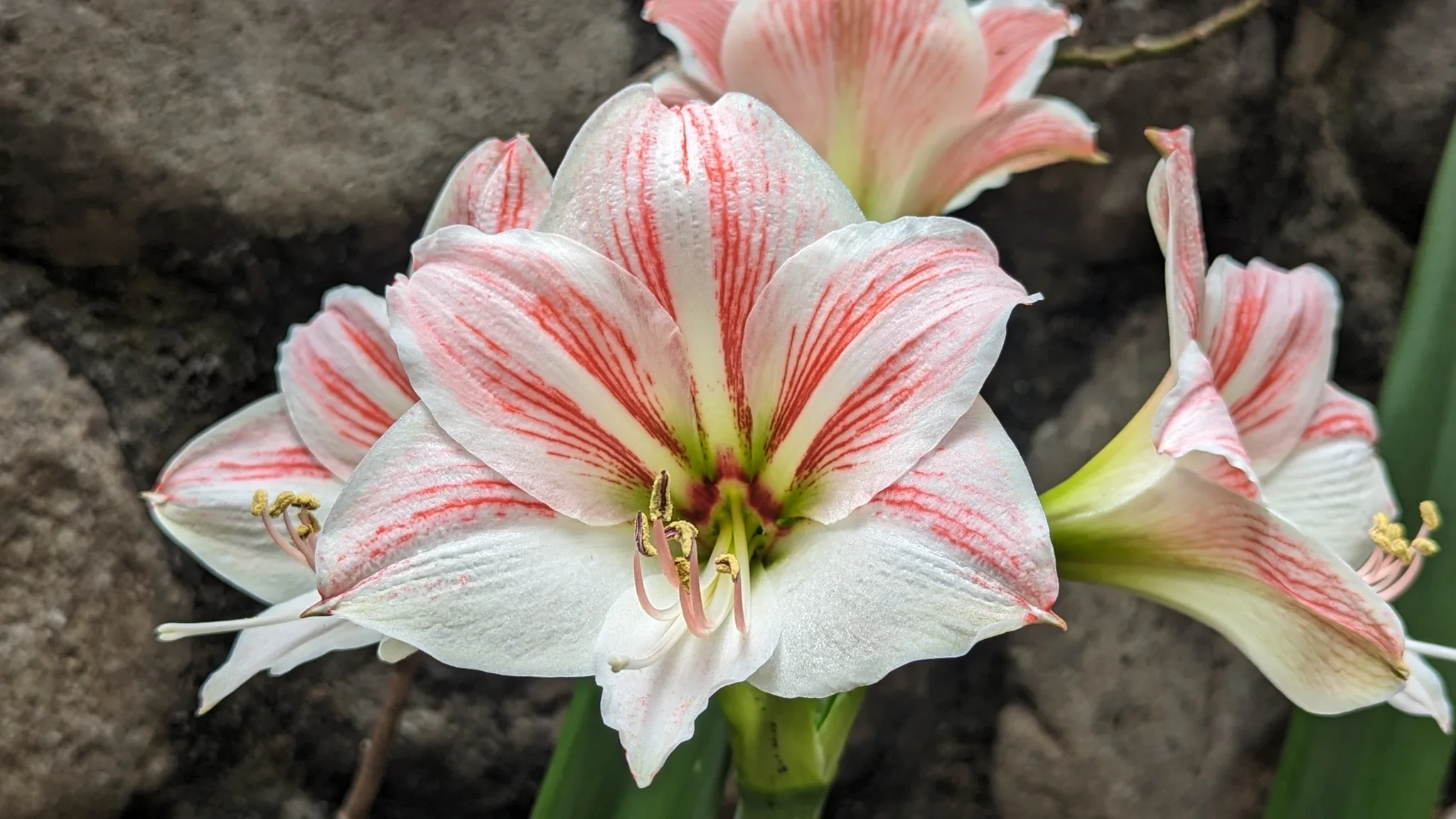 Flor blanca con franjas rosadas. La identificación más precisa sigue sin confirmarse.