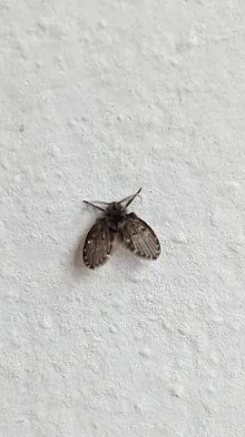 Insecto de aspecto de polilla en una pared. La identificación más precisa sigue sin confirmarse.