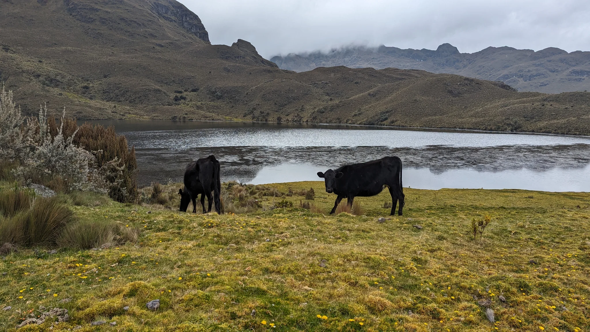 Ganado en la orilla de Togllacocha.
