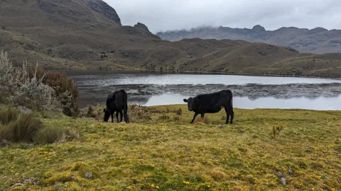 Ganado en la orilla de Togllacocha.