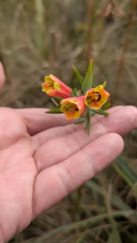 Flores rosadas y amarillas de garganta oscura. La identificación más precisa sigue sin confirmarse.