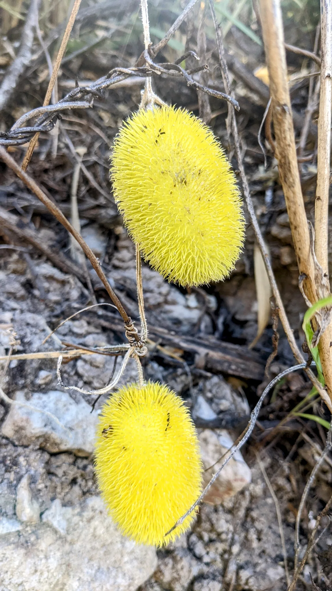 Frutos ovalados amarillos de Cucumis dipsaceus, cubiertos de finas proyecciones, cuelgan junto a hojas y tallos.