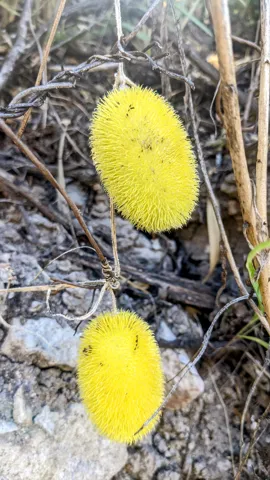 Frutos ovalados amarillos de Cucumis dipsaceus, cubiertos de finas proyecciones, cuelgan junto a hojas y tallos.