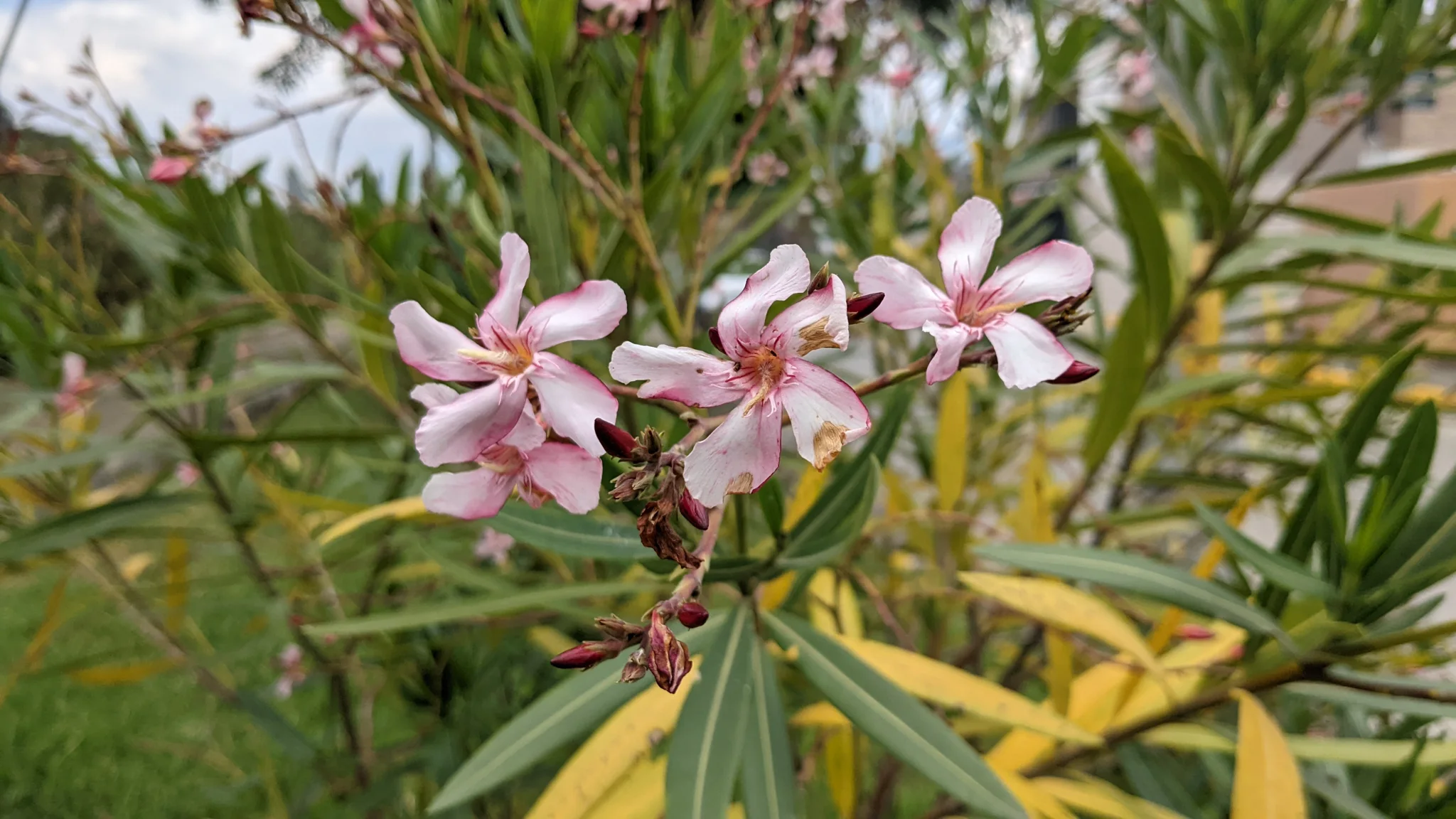 Flores rosadas sobre hojas estrechas. La identificación más precisa sigue sin confirmarse.
