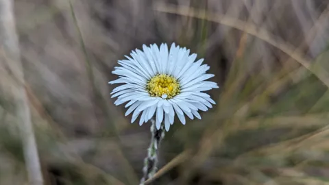 Una cabezuela de Oritrophium muestra numerosos radios blancos alrededor de un disco amarillo, entre hierba de altura.