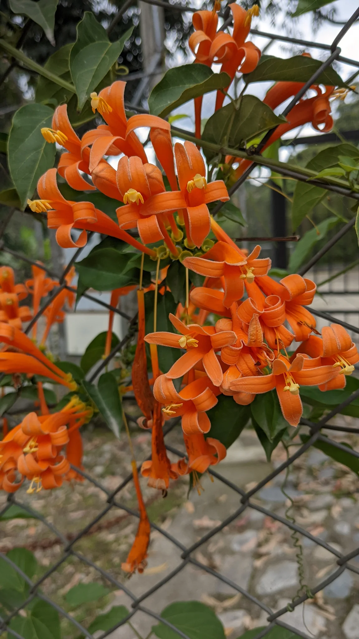 Flores anaranjadas de Pyrostegia.