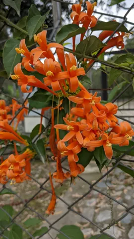 Flores anaranjadas de Pyrostegia.