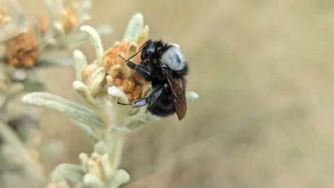 Abeja en flores pequeñas. La identificación más precisa sigue sin confirmarse.