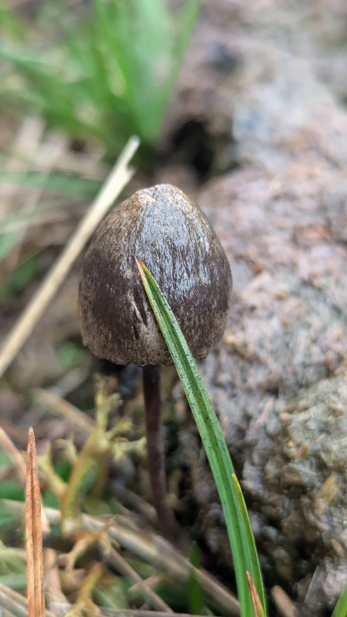 Hongo oscuro en forma de campana. La identificación más precisa sigue sin confirmarse.