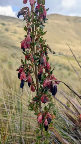 Flores rosadas de Brachyotum.
