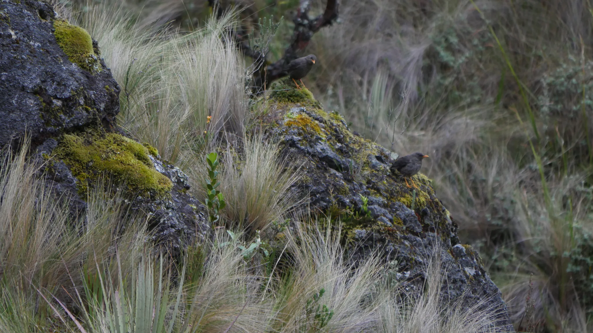 Ave pequeña entre rocas y pajonal. La identificación más precisa sigue sin confirmarse.