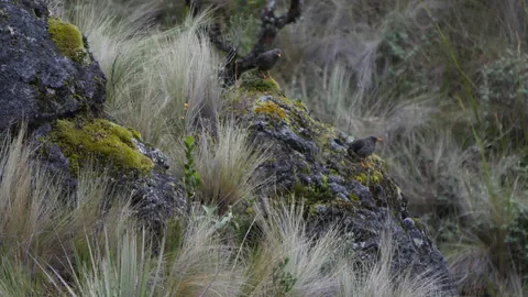 Ave pequeña entre rocas y pajonal. La identificación más precisa sigue sin confirmarse.
