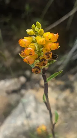 Ramillete de flores amarillo anaranjadas. La identificación más precisa sigue sin confirmarse.