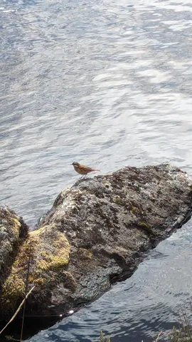 Una roca junto al agua en Ojo de Osohuayco.