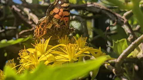 Mariposa moteada vista de lado. La identificación más precisa sigue sin confirmarse.