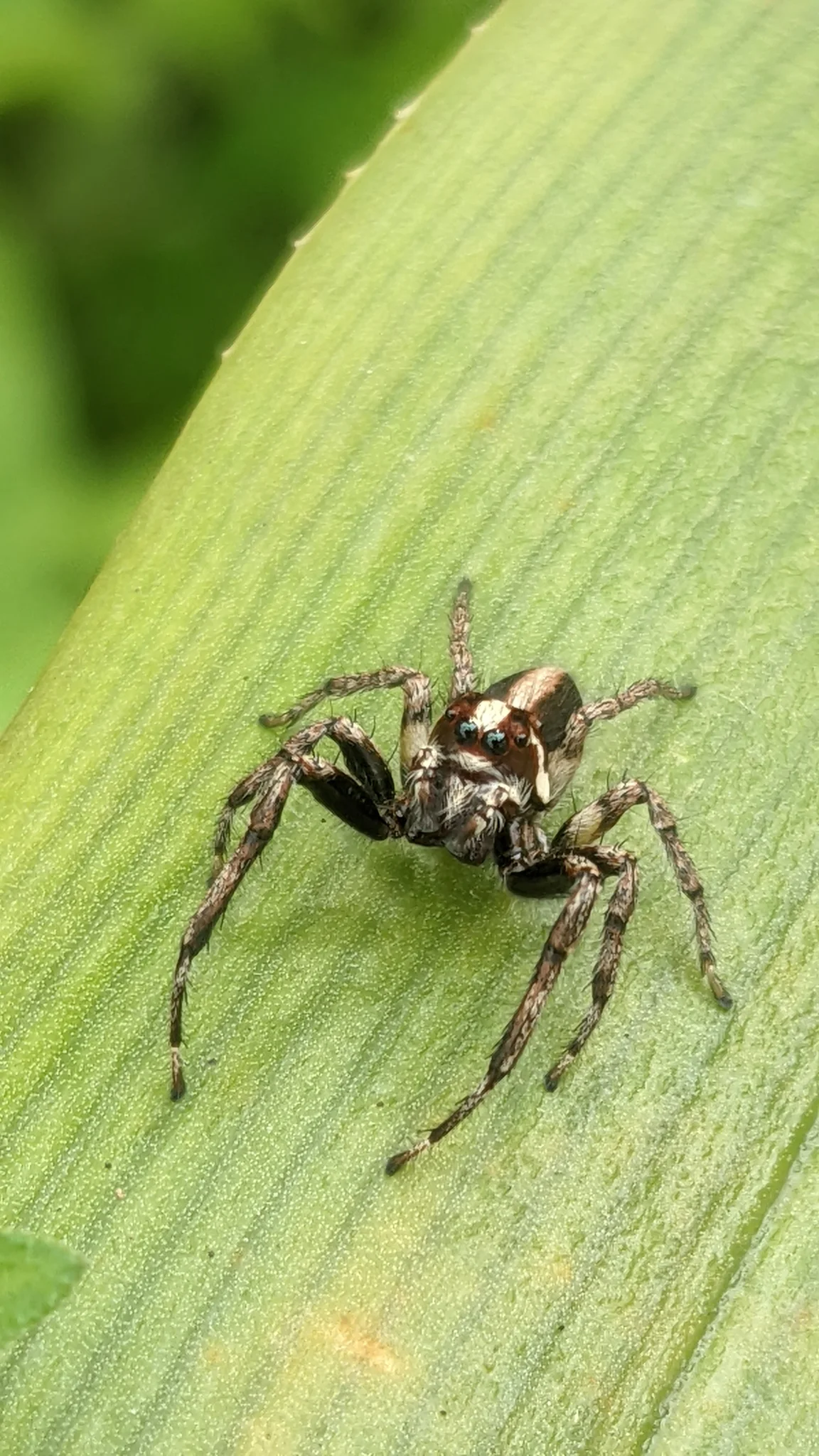 Araña sobre una hoja alargada. La identificación más precisa sigue sin confirmarse.