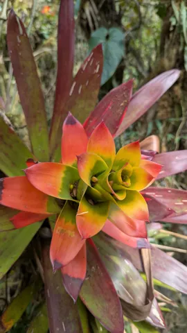 Una roseta roja con el centro amarillo