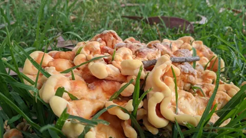 Hongos anaranjados entre la hierba. La identificación más precisa sigue sin confirmarse.
