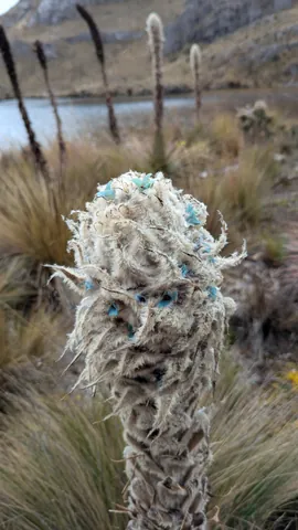 Espiga lanosa junto a Estrellascocha.